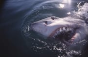 Weißer Hai durchbricht die Meeresoberflaeche (00014509)