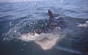 Weißer Hai mit weit geoeffnetem Maul (00014513)
