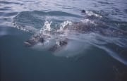 Weißer Hai ganz dicht unter der Wasseroberflaeche (00014514)