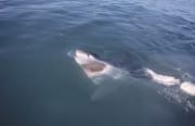 Der Weiße Hai verbreitet Angst und Fazination zugleic (00014515)