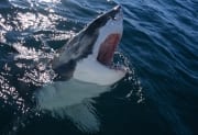 Weißer Hai taucht ueberraschend auf (00015273)