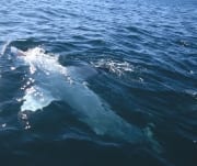 Weißer Hai in Rueckenlage an der Meersoberflaeche (00015275)