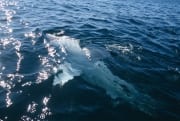 Weißer Hai in Rueckenlage an der Meersoberflaeche (00015277)