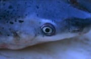 Kopf des Spotted Sevengill Sharks (00015687)