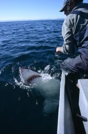 Augenkontakt zwischen Weißer Hai und Andre Hartman (00015702)