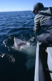 Weißer Hai schaut zu Andre Hartman (00015703)