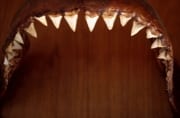 Gebiß eines sechs Meter Großen Weißer Hais (00016555)