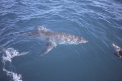 Weißer Hai auf der Suche nach Beute (00010540)