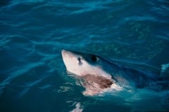 Weißer Hai hebt seinen Kopf ueber Wasser (00010544)