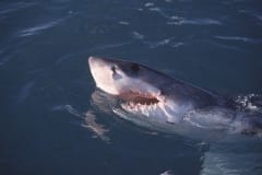 Weißer Hai an der Wasseroberflaeche (00010548)