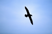 Fliegender Weißkinn-Sturmvogel (00004491)