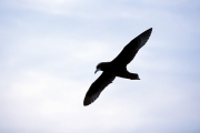 Fliegender Weißkinn-Sturmvogel (00004495)