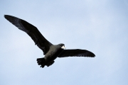 Fliegender Weißkinn-Sturmvogel (00004512)
