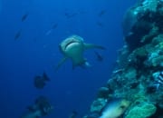 Weissspitzen-Riffhai am Shark Reef (00018486)