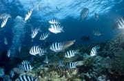 Weissspitzen-Riffhai schwimmt am Korallenriff (00021156)