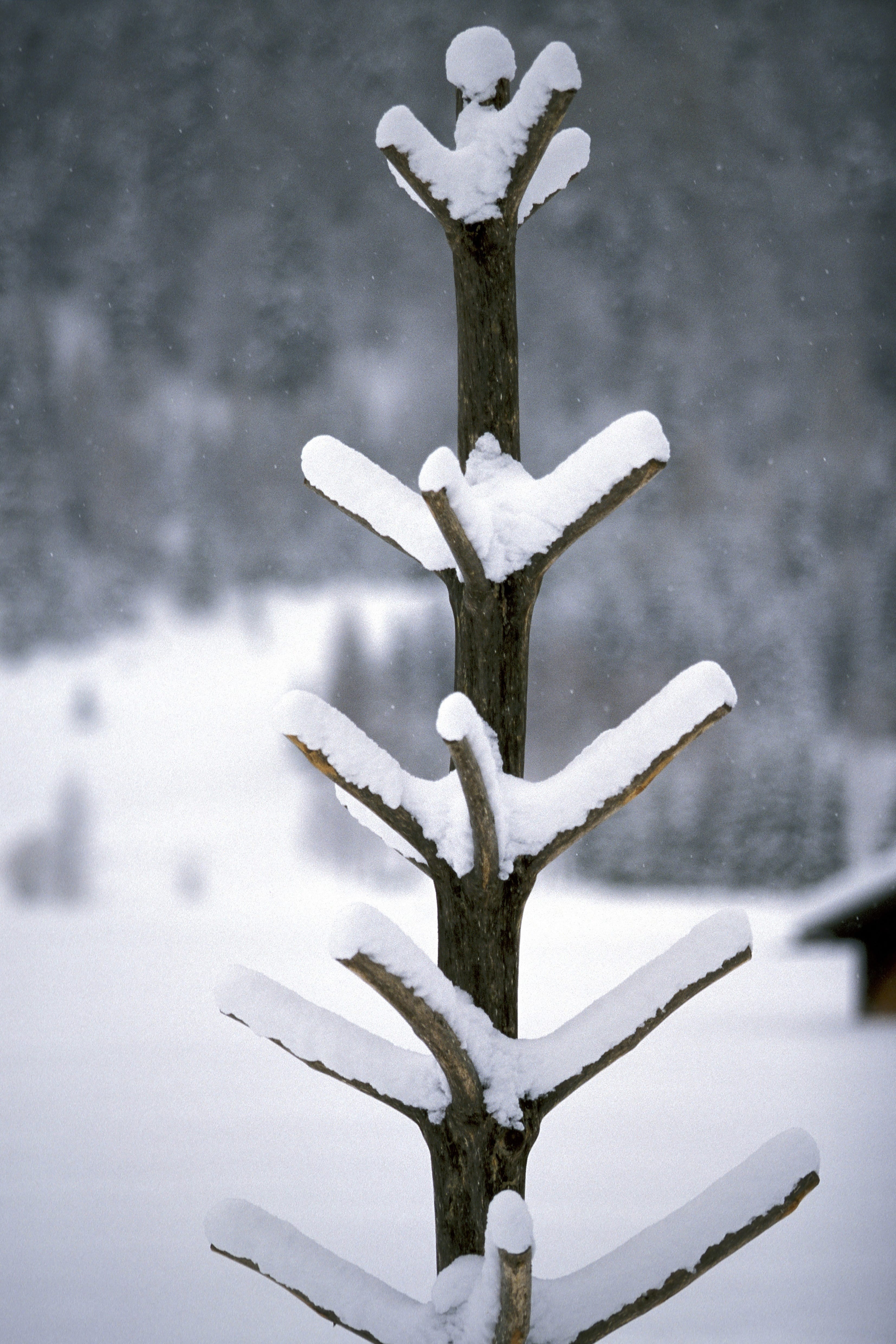 Snowy small tree (00007621)
