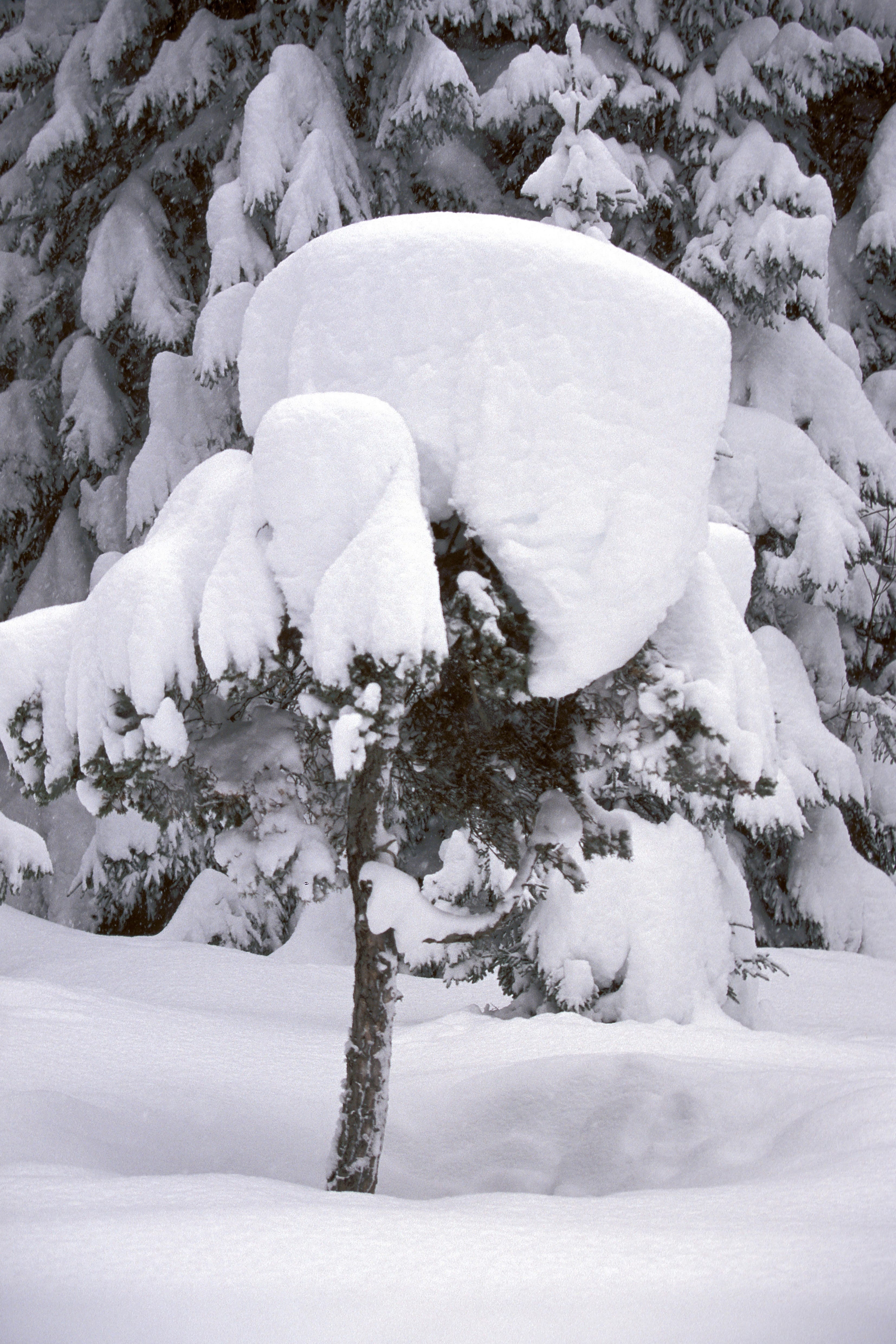 Snowy small fir (00007637)