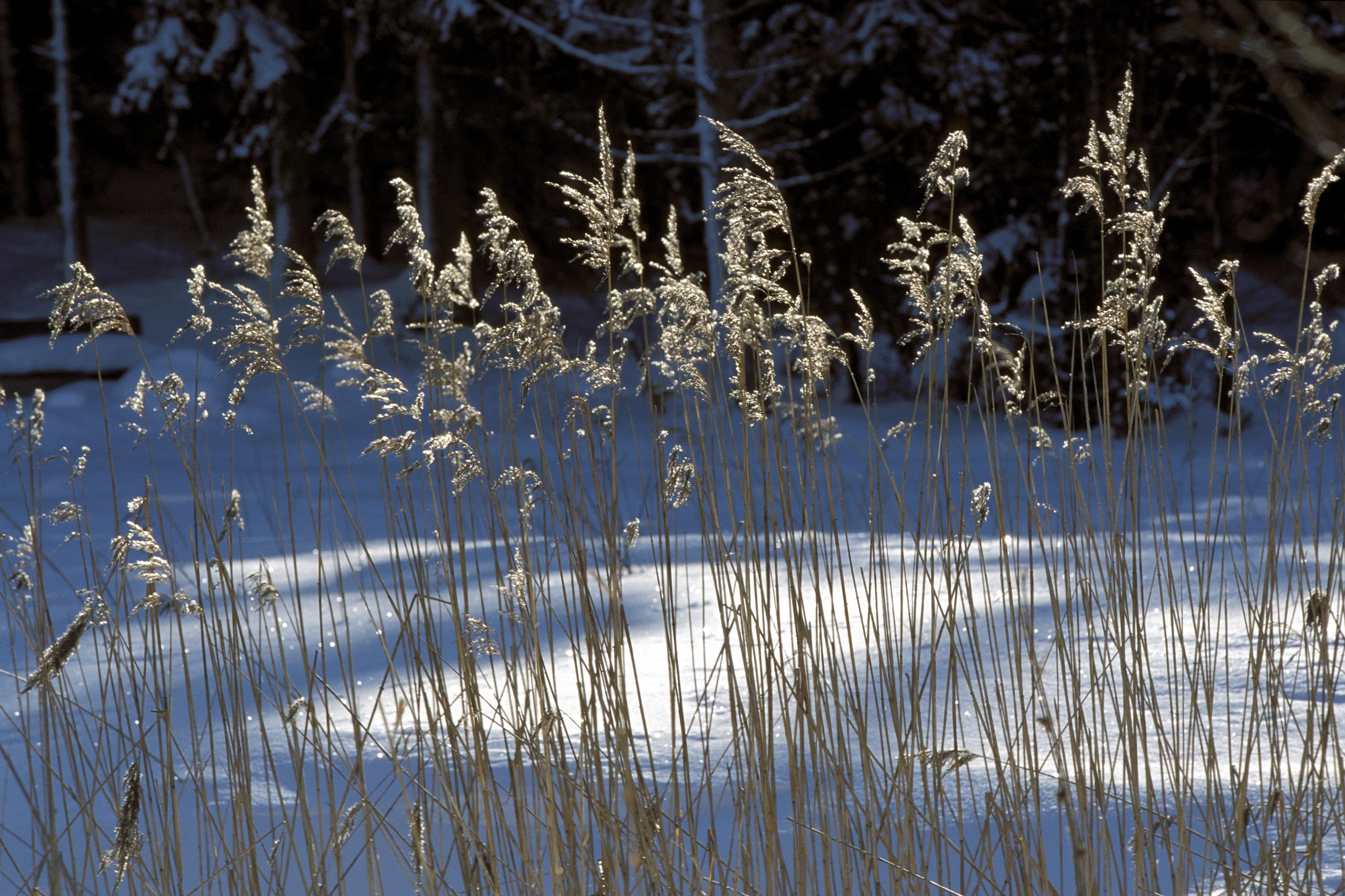 Hochmoor im Winter (00007745)