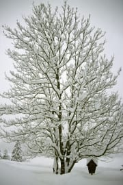 Snowy tree (00007671)