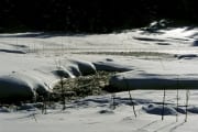Hochmoor im Winter (00007741)