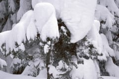 Snowy small fir (00007637)