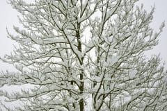 Snowy tree (00007671)