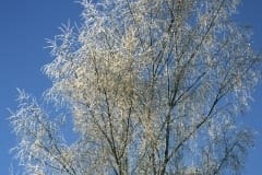 Icy birch trees (00007737)
