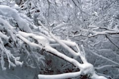Brook landscape in winter (00007811)