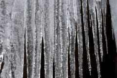 Icicles on a roof gutter (00007981)