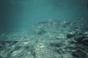 Zitronenhai knapp über dem Meeresgrund (00003049)